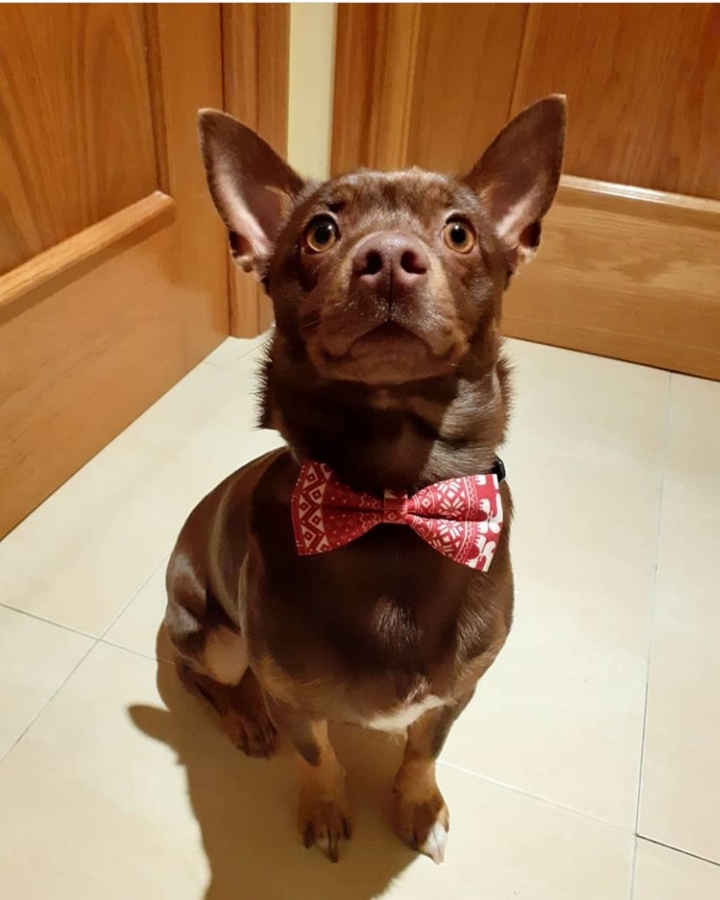 https://www.monicachacin.com/wp-content/uploads/2020/07/catfulness-4.jpg