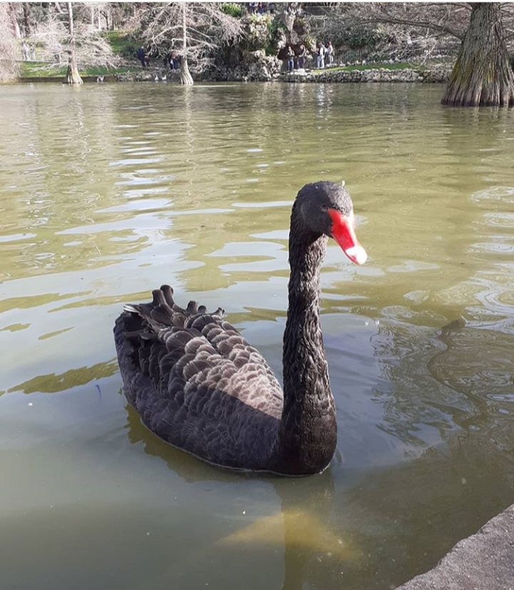 https://www.monicachacin.com/wp-content/uploads/2020/07/cisne-negro.jpg