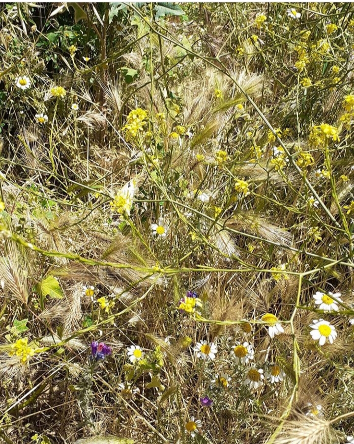 https://www.monicachacin.com/wp-content/uploads/2020/07/mariposa.jpg