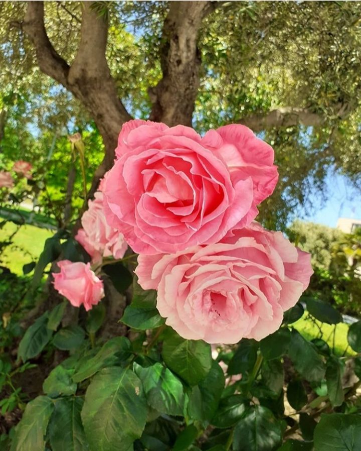 https://www.monicachacin.com/wp-content/uploads/2020/07/rosas-e1595698675661.jpg