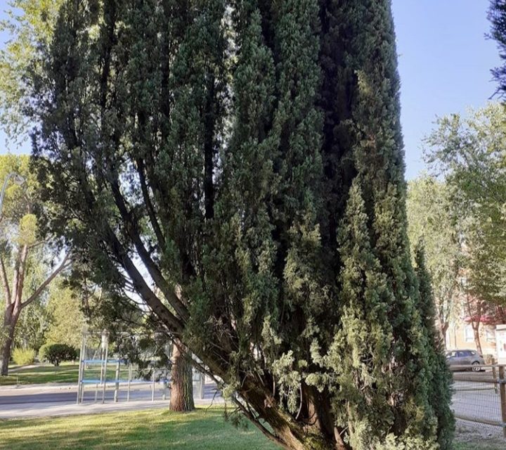 https://www.monicachacin.com/wp-content/uploads/2020/07/árbol-torcido-720x640.jpg