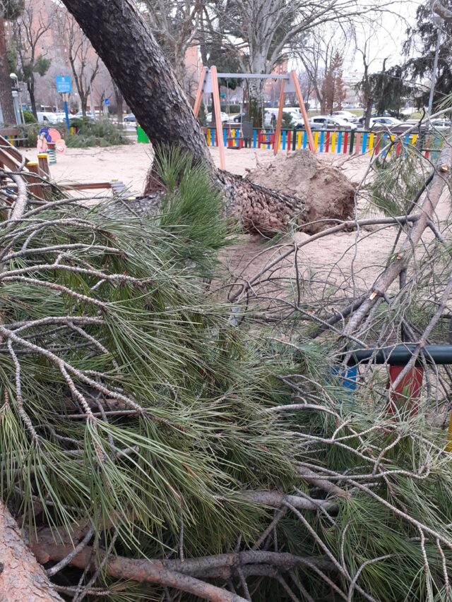 árbol roto raíces nevada histórica madrid