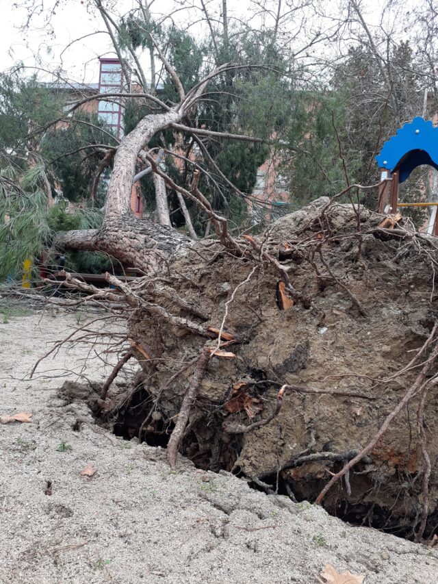 raíces de árbol caído filomena 