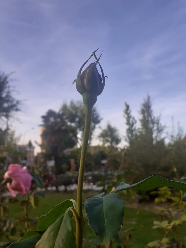 rosas rosas en un hermoso jardín al atardecer con los rayos del sol