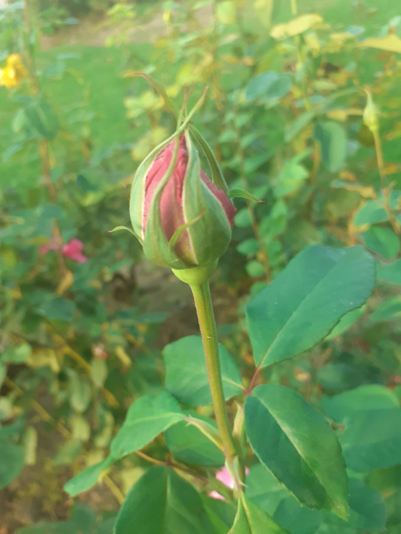 https://www.monicachacin.com/wp-content/uploads/2021/10/rosas-rosas-capullos-belleza-natural-reflexiones-para-emprendedores-4-1280x1707.jpg